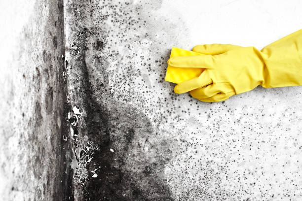 Best Basement Mold Removal  in Cleveland Heights, OH